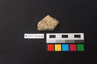 藏品(陶片)的圖片