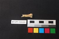 藏品(陶片)的圖片