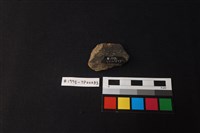 藏品(陶片)的圖片