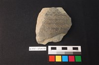 藏品(陶片)的圖片