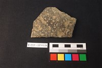 藏品(陶片)的圖片