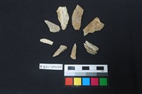 藏品(鹿骨)的圖片