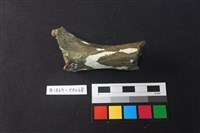 藏品(獸骨)的圖片