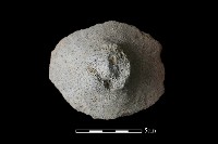 藏品(陶蓋鈕)的圖片