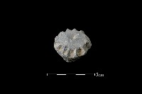 藏品(陶蓋鈕)的圖片