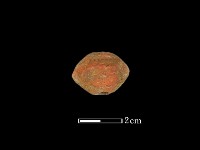 藏品(紡輪)的圖片