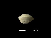 藏品(紡輪)的圖片