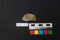 藏品(陶片)的圖片