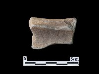 藏品(陶片)的圖片