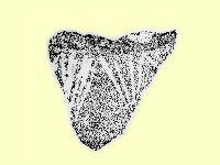 藏品(陶片)的圖片