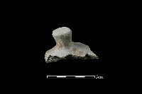 藏品(陶蓋鈕)的圖片