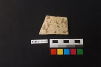 藏品(陶片)的圖片