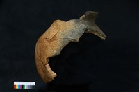 藏品(陶罐)的圖片