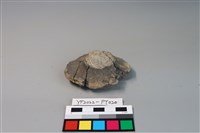 藏品(碗/淺盤型陶蓋)的圖片