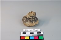 藏品(碗/淺盤型陶蓋)的圖片