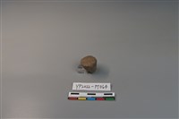 藏品(陶鈕)的圖片