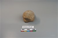 藏品(碗/淺盤型陶蓋)的圖片