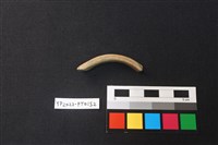 藏品(陶環)的圖片