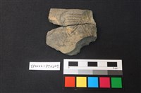 藏品(陶片)的圖片