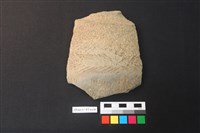 藏品(陶片)的圖片