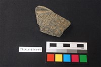 藏品(陶片)的圖片