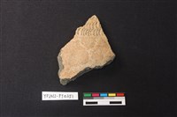 藏品(陶片)的圖片