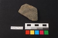 藏品(陶片)的圖片