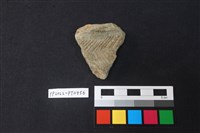 藏品(陶片)的圖片