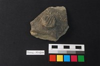 藏品(陶片)的圖片