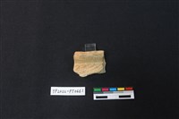 藏品(陶片)的圖片