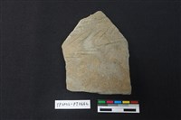 藏品(陶片)的圖片