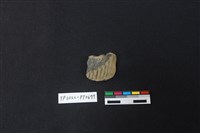 藏品(陶片)的圖片