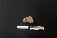 藏品(陶片)的圖片