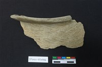 藏品(陶片)的圖片