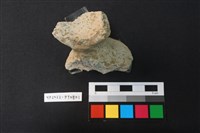 藏品(蓋鈕)的圖片