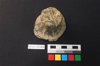 藏品(蓋鈕)的圖片