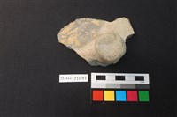 藏品(蓋鈕)的圖片