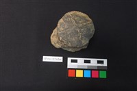 藏品(陶鈕)的圖片