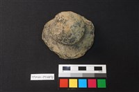 藏品(蓋鈕)的圖片