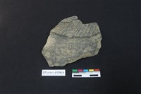 藏品(陶片)的圖片