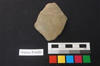 藏品(陶片)的圖片