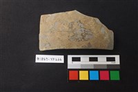 藏品(陶片)的圖片