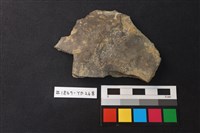 藏品(陶片)的圖片