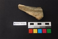 藏品(陶片)的圖片