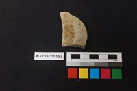 藏品(陶片)的圖片