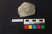 藏品(陶片)的圖片