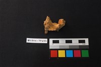 藏品(獸骨)的圖片