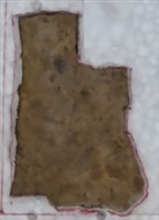 藏品(甲骨殘片)的圖片