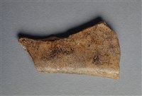 藏品(甲骨殘片)的圖片