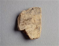 藏品(甲骨殘片)的圖片